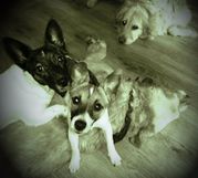honden foto van Dominique