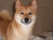 honden foto van Sanne & Paul Tyson en Mini