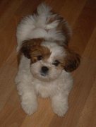 honden foto van sieneke 