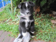 honden foto van nicol