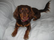 honden foto van chantal