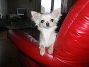 honden foto van jennifer