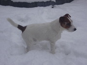 honden foto van Marina