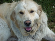 honden foto van marten