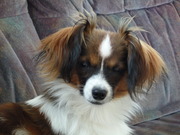 honden foto van Phalco