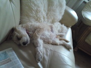 honden foto van BIBI