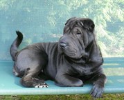 honden foto van Nusha Shar-Pei