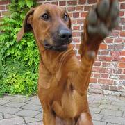 honden foto van luke