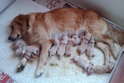 honden foto van Nadia Overkamp