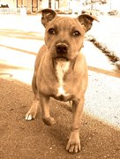 honden foto van Anna