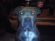 honden foto honden foto van obe