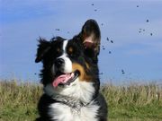 honden foto honden foto van savanna