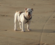 honden foto van herman&chelsea,co