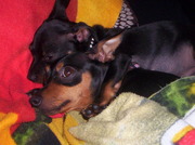 honden foto van Monique