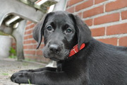 honden foto honden foto van anna
