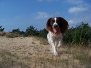honden foto van bazin van Gijs