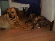 honden foto van Roland en Selma