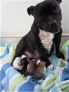 honden foto van Rachel,Pancho&Gila