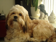 honden foto van sonja