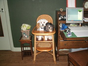 honden foto van TH Smit