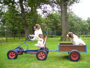 honden foto van Josien