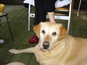 honden foto van Gwendoline en Laika ( 1995-2010)