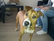 honden foto honden foto van Rogier