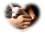 honden foto van mariska 