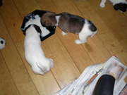 honden foto van Bozena