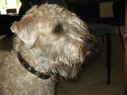 honden foto van Nicole de Roos