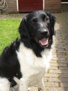 honden foto honden foto van Pelle Bijke