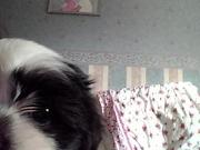 honden foto honden foto van denise