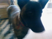 honden foto honden foto van chris