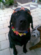 honden foto van anita