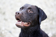 honden foto van laura