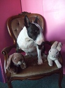 honden foto van olga