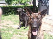 honden foto van elaine