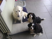 honden foto van sonja