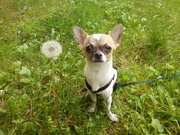 honden foto van kim