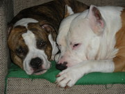 honden foto van brian