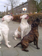 honden foto van miyese