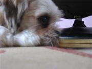 honden foto van soraya