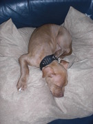 honden foto honden foto van junior