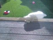 honden foto van Ineke Wijngaards