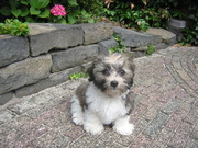 honden foto van Merlyn