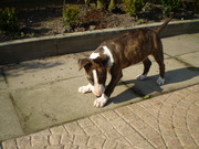 honden foto van diesel