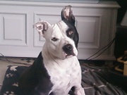 honden foto van gaytant joyce