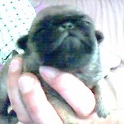 honden foto van Pieters Peter