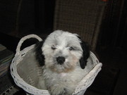 honden foto van janny