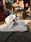 honden foto van Jeanette